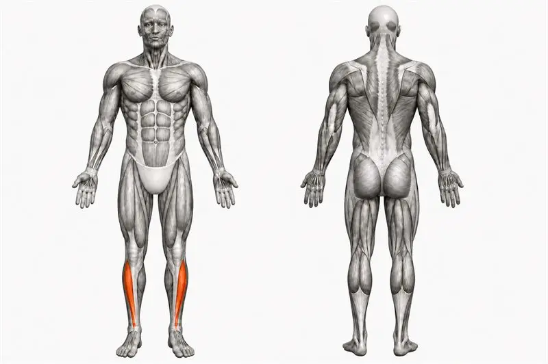 Músculos que trabaja elevación de tibial anterior, marcados en rojo