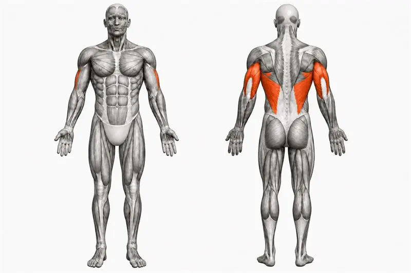 Músculos que trabaja estiramiento de tríceps y dorsal sobre la cabeza, marcados en rojo